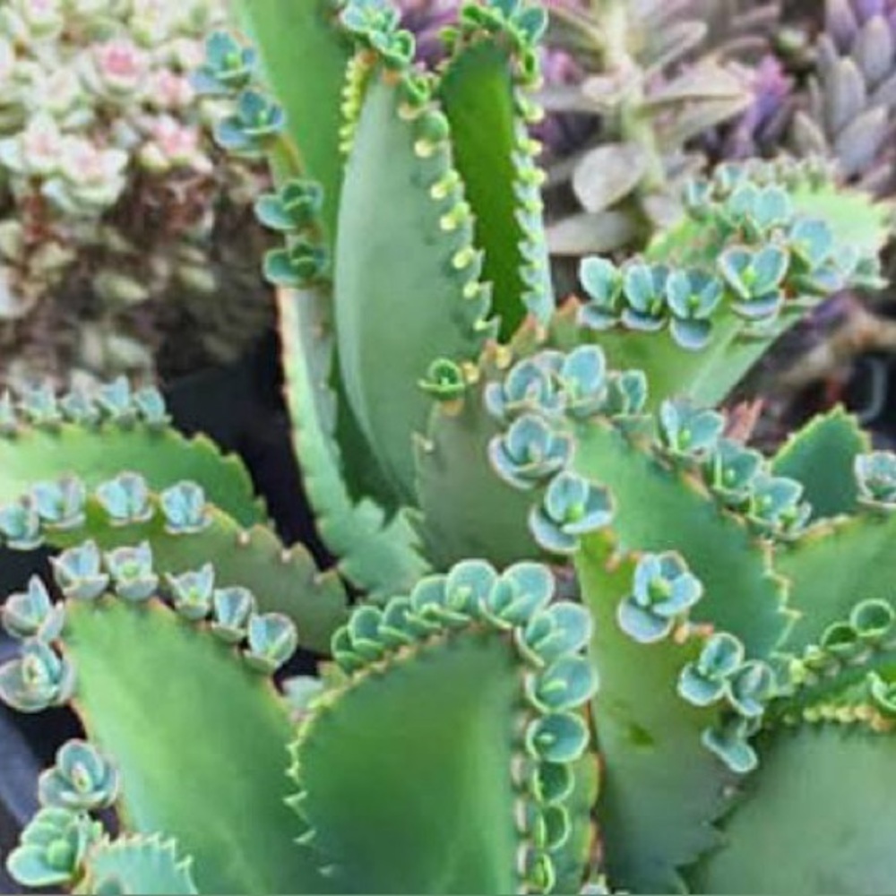The Endless Succulent bundle 4